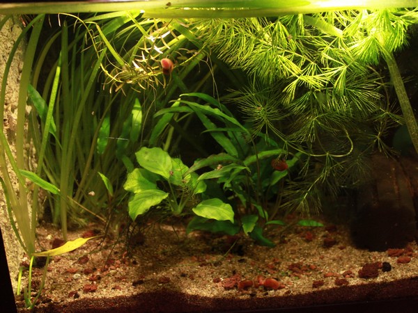 [JPG] nano crevette